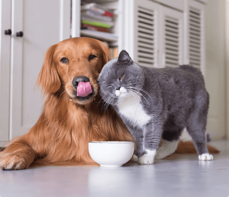 How to Spot Hip Dysplasia in Dogs: A Comprehensive Guide
